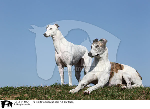 2 Greyhounds / JH-14901