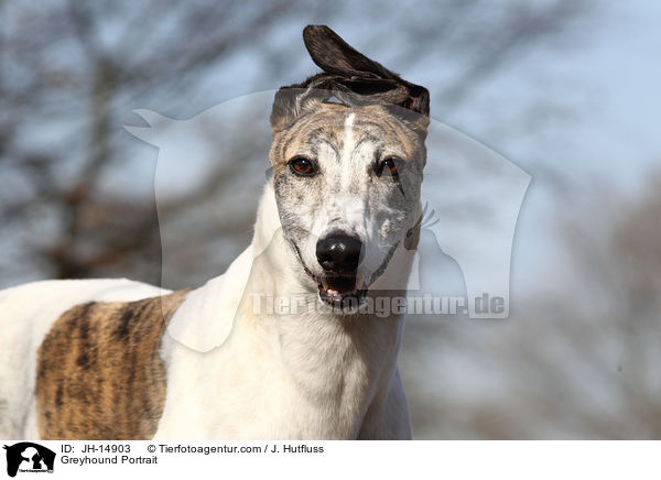 Greyhound Portrait / JH-14903