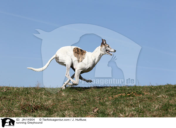 running Greyhound / JH-14904
