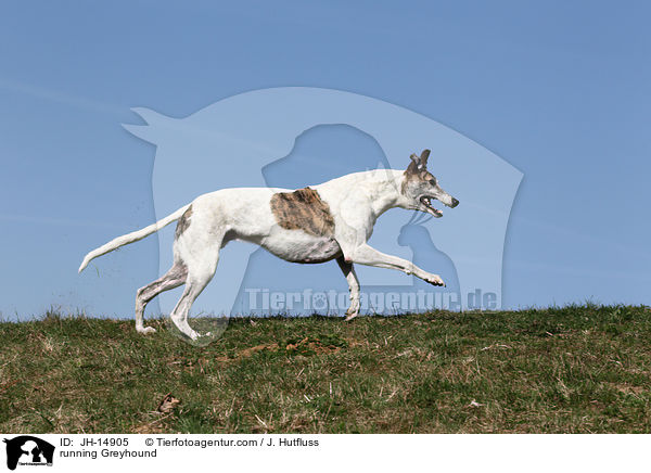 running Greyhound / JH-14905