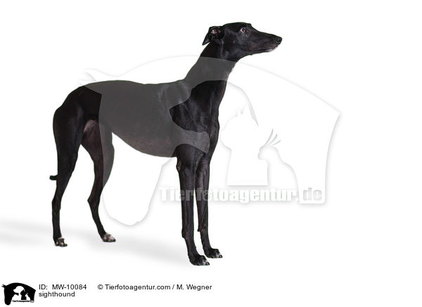 sighthound / MW-10084