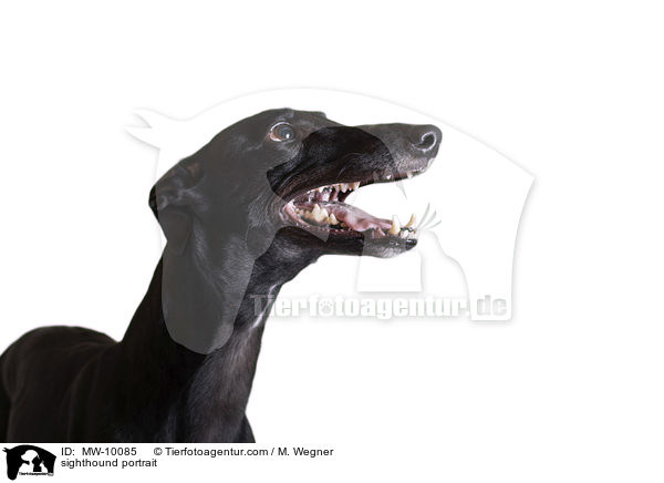 sighthound portrait / MW-10085