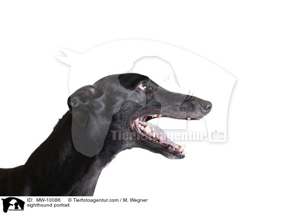 sighthound portrait / MW-10086