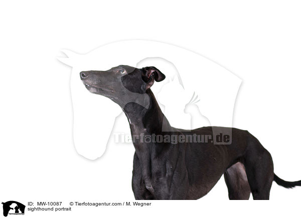 sighthound portrait / MW-10087