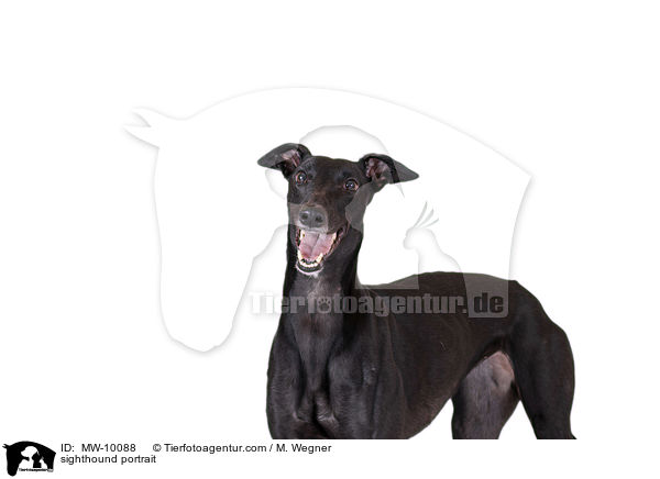 sighthound portrait / MW-10088