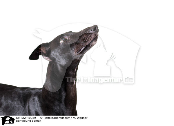 sighthound portrait / MW-10089