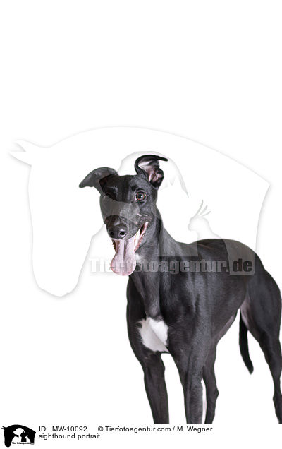 sighthound portrait / MW-10092