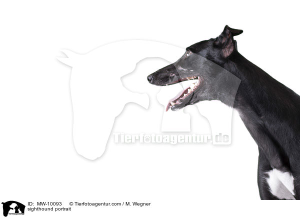 sighthound portrait / MW-10093