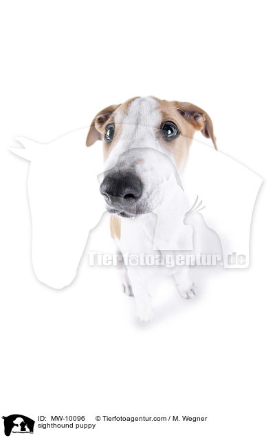 sighthound puppy / MW-10096