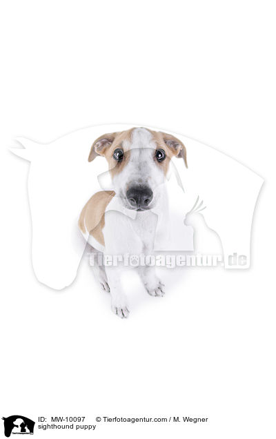 sighthound puppy / MW-10097