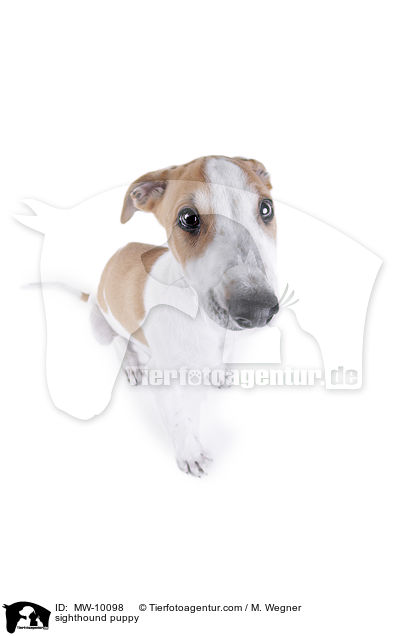 sighthound puppy / MW-10098