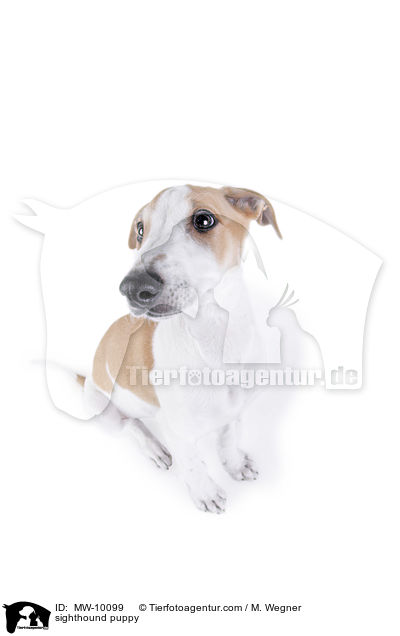 sighthound puppy / MW-10099