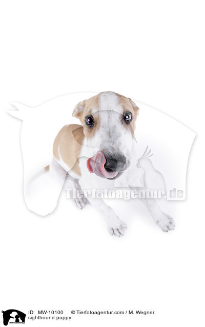 sighthound puppy / MW-10100