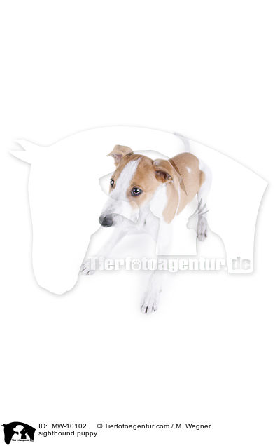 sighthound puppy / MW-10102