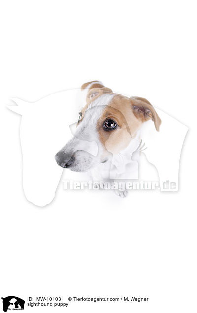 sighthound puppy / MW-10103