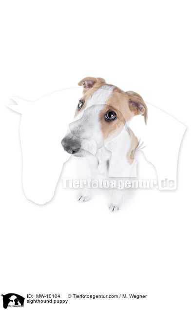 sighthound puppy / MW-10104