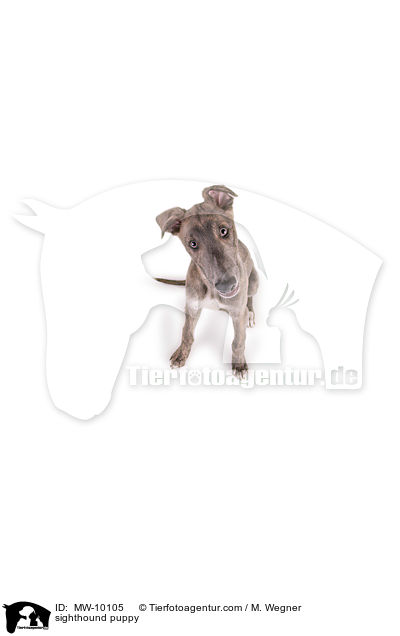 sighthound puppy / MW-10105