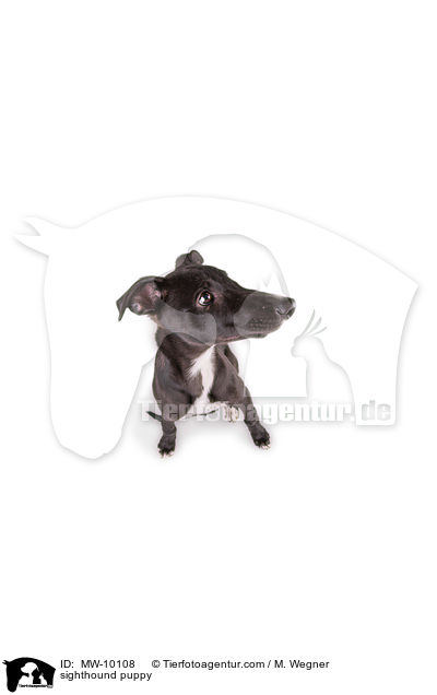 sighthound puppy / MW-10108
