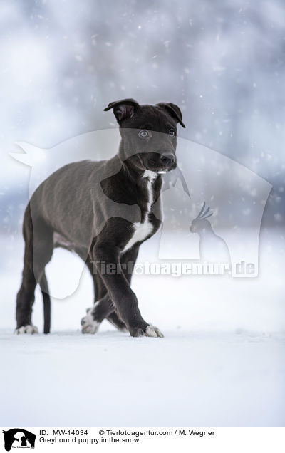 Greyhound puppy in the snow / MW-14034