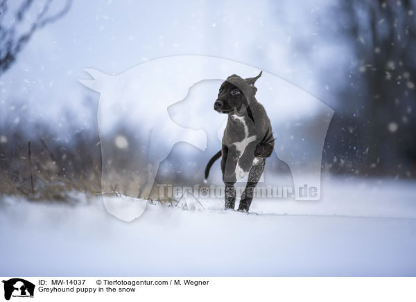 Greyhound puppy in the snow / MW-14037
