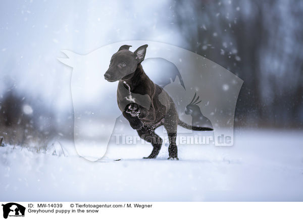 Greyhound puppy in the snow / MW-14039