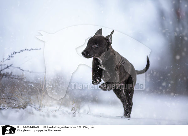 Greyhound puppy in the snow / MW-14040