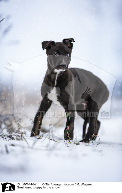 Greyhound puppy in the snow / MW-14041