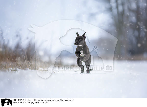 Greyhound puppy in the snow / MW-14042