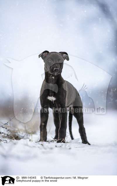 Greyhound puppy in the snow / MW-14045