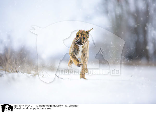 Greyhound puppy in the snow / MW-14049