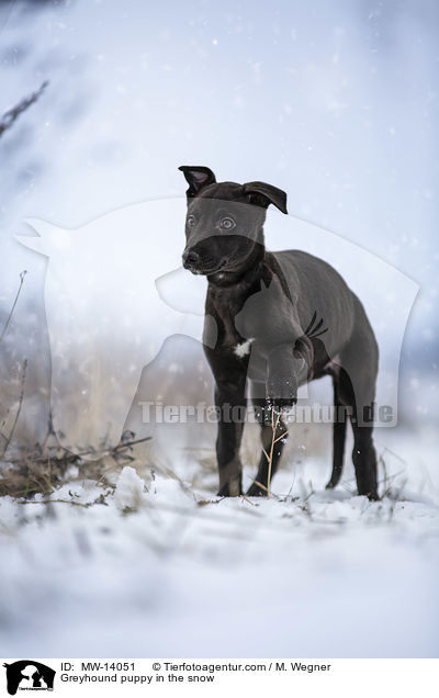 Greyhound puppy in the snow / MW-14051
