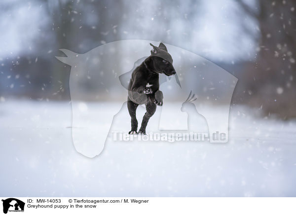 Greyhound puppy in the snow / MW-14053