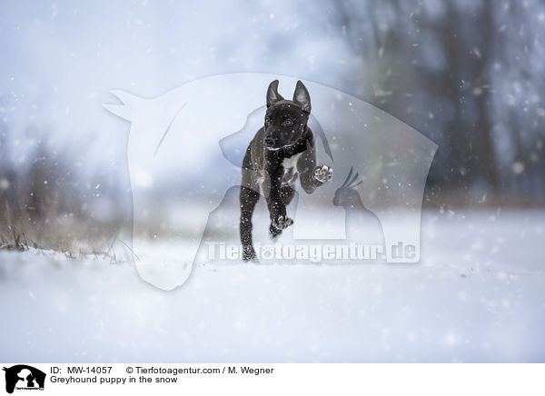 Greyhound puppy in the snow / MW-14057