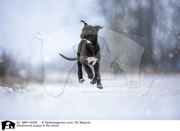 Greyhound puppy in the snow / MW-14058