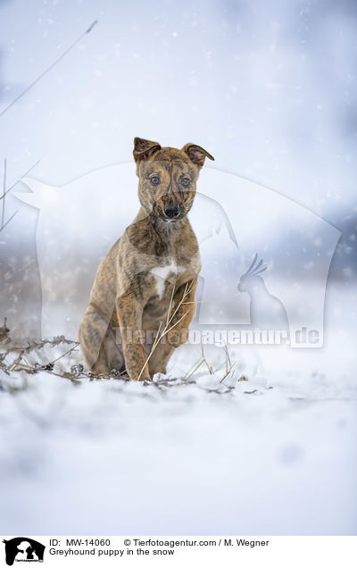 Greyhound puppy in the snow / MW-14060