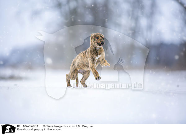 Greyhound puppy in the snow / MW-14061