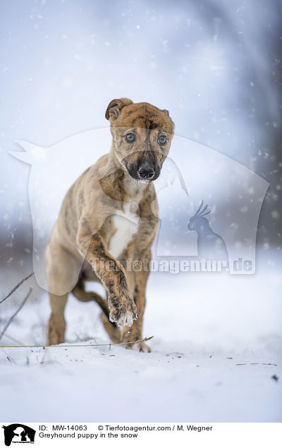 Greyhound puppy in the snow / MW-14063