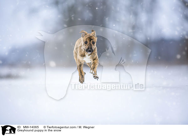 Greyhound puppy in the snow / MW-14065
