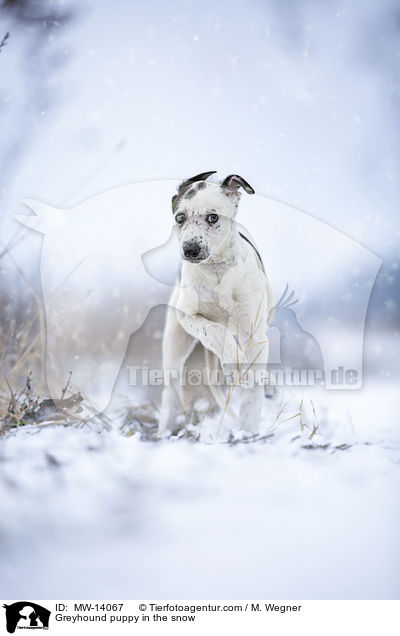Greyhound puppy in the snow / MW-14067