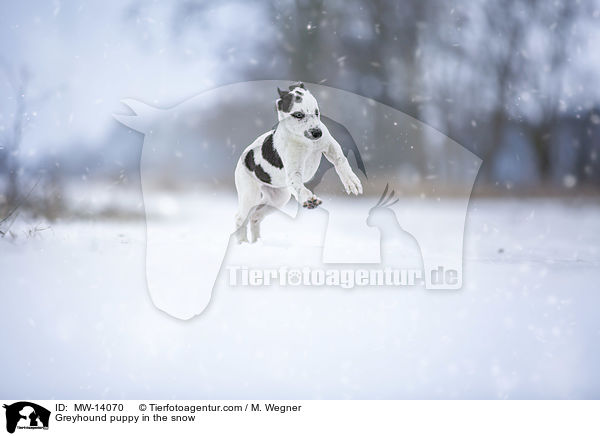 Greyhound puppy in the snow / MW-14070