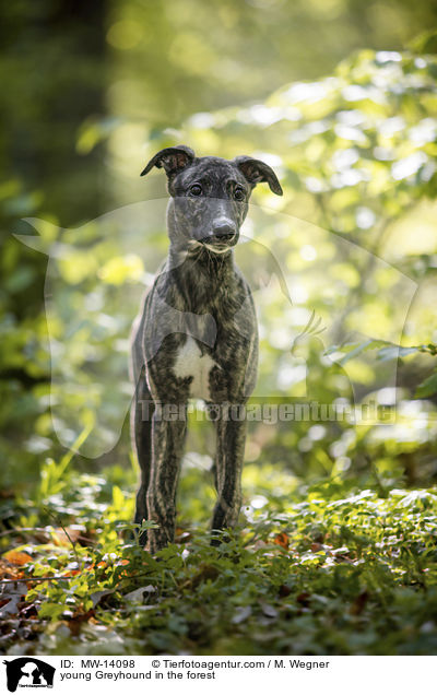 young Greyhound in the forest / MW-14098