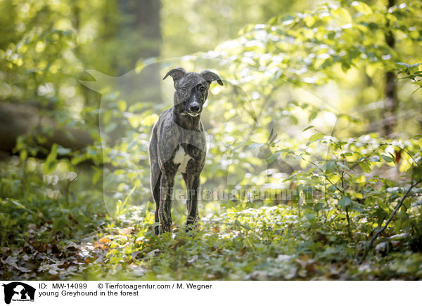 young Greyhound in the forest / MW-14099