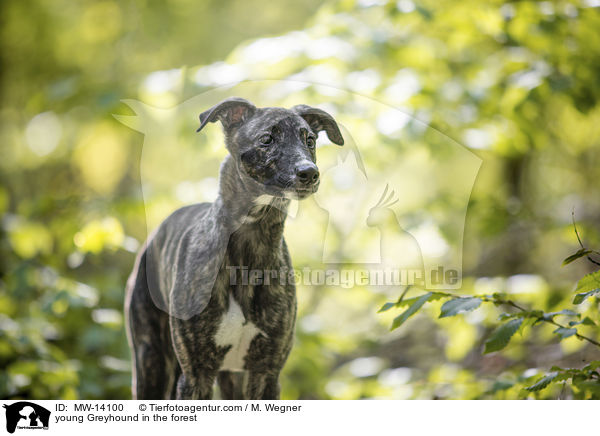 young Greyhound in the forest / MW-14100