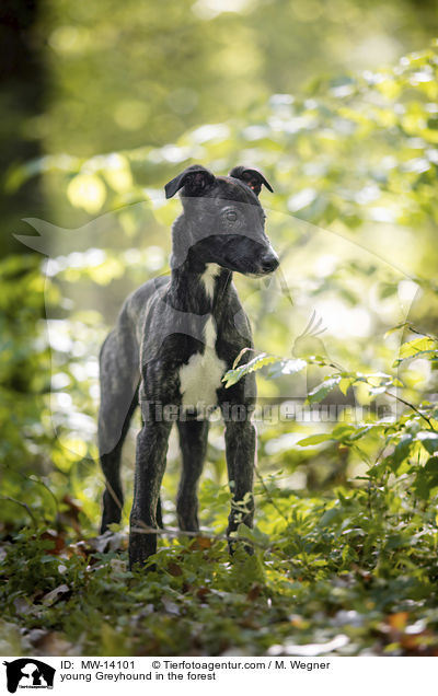 young Greyhound in the forest / MW-14101