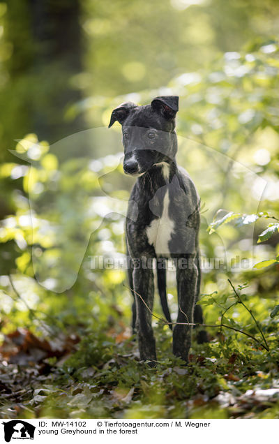 young Greyhound in the forest / MW-14102