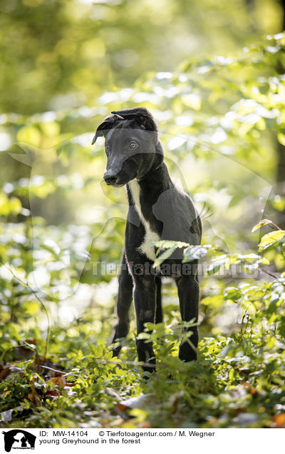 young Greyhound in the forest / MW-14104