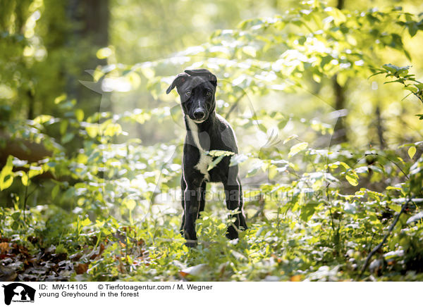 young Greyhound in the forest / MW-14105