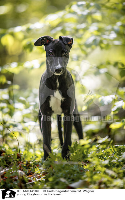 young Greyhound in the forest / MW-14109