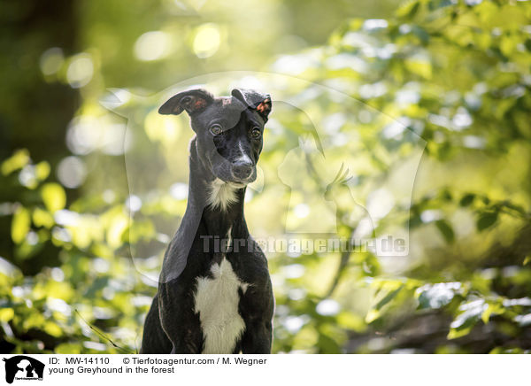 young Greyhound in the forest / MW-14110