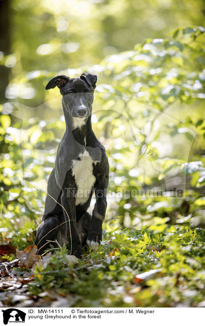 young Greyhound in the forest / MW-14111